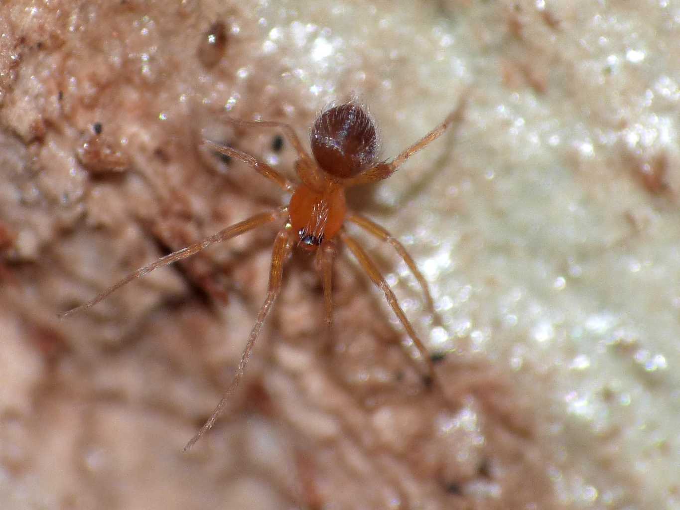 Ragnetto rosso:  Orchestina sp. (Oonopidae) - Lazio